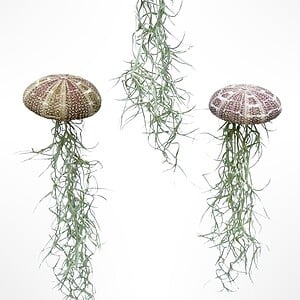 Set van drie Jellyfish luchtplantjes met Alfonso zee-egels en Spaans mos.