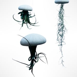 Set van drie Jellyfish luchtplantjes met Alfonso zee-egels verschillende Tillandsia's