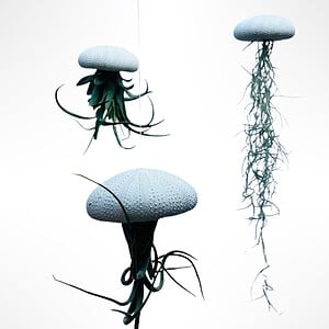 Set van drie Jellyfish luchtplantjes met Alfonso zee-egels verschillende Tillandsia's