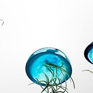 Set van drie mooi gekleurde Jellyfish luchtplantjes, gemaakt van Epoxy en Spaans mos