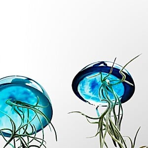 Set van drie mooi gekleurde Jellyfish luchtplantjes, gemaakt van Epoxy en Spaans mos