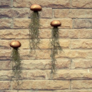 Drie mooie Jellyfish luchtplantjes met Spaans mos