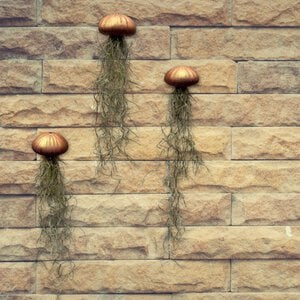 Drie mooie Jellyfish luchtplantjes met Spaans mos