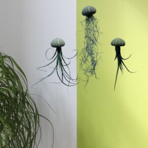 Drie mooie Jellyfish luchtplantjes met verschillende luchtplantjes.