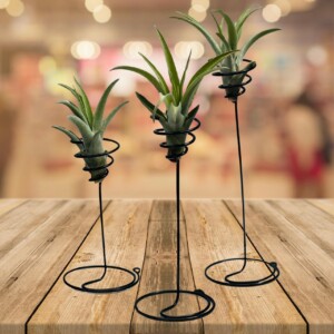 Een drietal mooie staande spiralen met een Tillandsia Capitata.