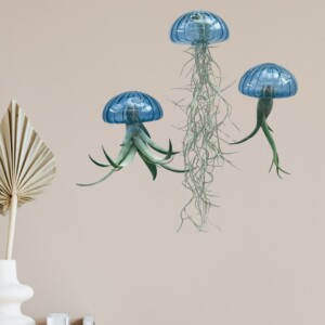 Een prachtige Jellyfish luchtplant met een "zee-egel" van écht glas!