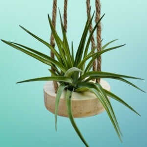 Houten hangertje met een Tillandsia Brachycaulos Abdita
