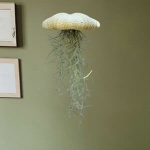 Reuze Jellyfish luchtplant met Spaans mos