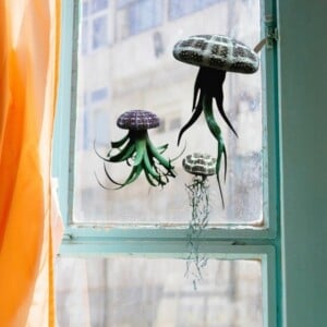 Set van drie Jellyfish luchtplantjes met Alfonso zee-egels verschillende Tillandsia's