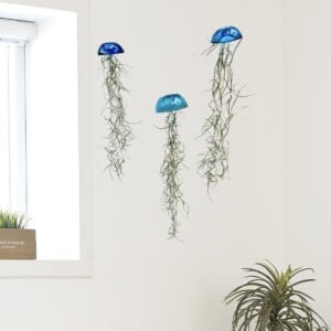 Set van drie mooi gekleurde Jellyfish luchtplantjes, gemaakt van Epoxy en Spaans mos
