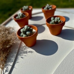 Succulent Glow
