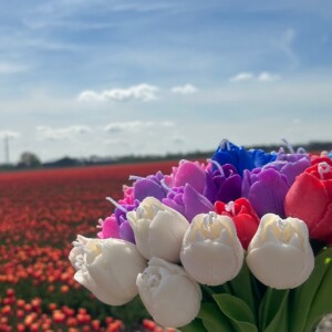Tulip
