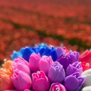 Tulip