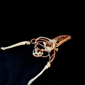 Ketting Tijgeroog