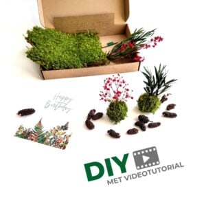Mini Kokedama Do It Yourself KIT