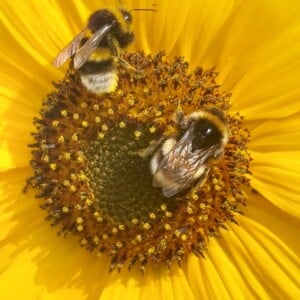Foto op Forex 'Bee Original'