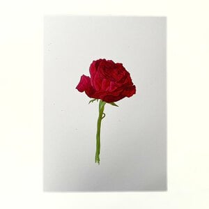 Kunstprint 'Rode roos'