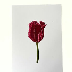 Kunstprint 'Rode tulp'