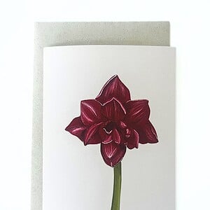 Wenskaart 'Amaryllis'
