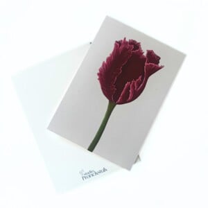 Wenskaart 'Rode tulp'