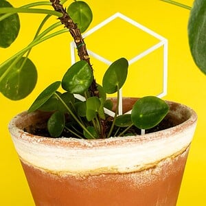 Cubus decoratieve plantensteun