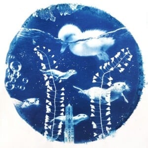 Cyanotype negatieven: eendjes / splish splash