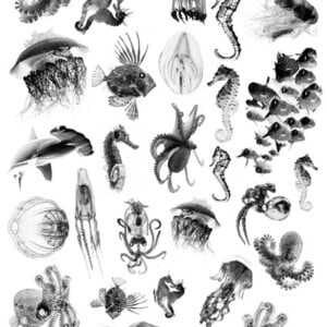 Cyanotype negatieven: onderwater 1