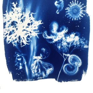 Cyanotype negatieven: onderwater 2