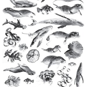 Cyanotype negatieven: onderwater 2