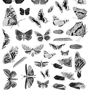 Cyanotype negatieven: vlinders
