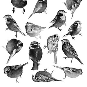 Cyanotype negatieven: vogels 1