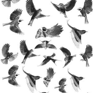 Cyanotype negatieven: vogels (vliegend)