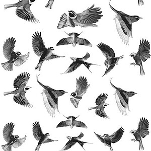 Cyanotype negatieven: vogels (vliegend)