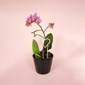 Hart decoratieve plantensteun