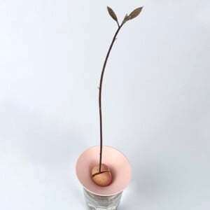 Kweek kegel | Kiemschaal | Maat L