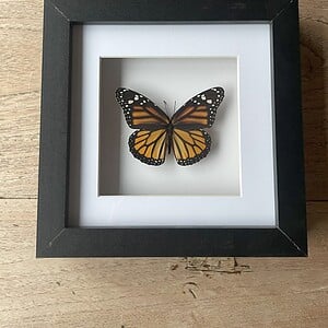 Monarch vlinder in luxe lijst
