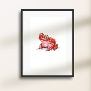 Poster - Rode kikker
