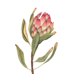 A6 wenskaart dubbel op duurzaam eco-vezelpapier met craft envelop - roze Protea III