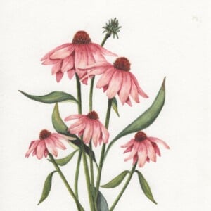 A6 wenskaart dubbel op duurzaam eco-vezelpapier met craft envelop - roze Echinacea