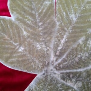 Rood velours Sierkussen