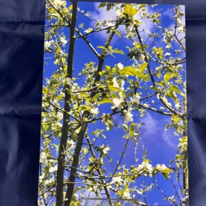 Ansichtkaart bloesem