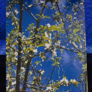 Ansichtkaart Lentebloesem — set van 10