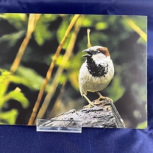 Ansichtkaart Musje — set van 10