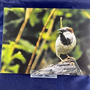 Ansichtkaart Musje — set van 5