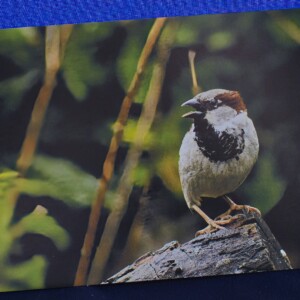 Ansichtkaart Musje — set van 5