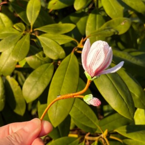 Micro gehaakte magnolia broche