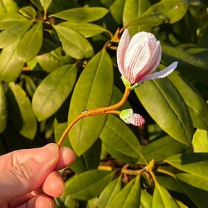 Micro gehaakte magnolia broche