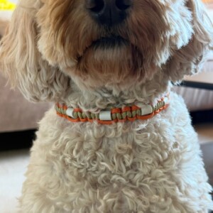 Anti-tekenband/halsband oranje, groen op maat gemaakt