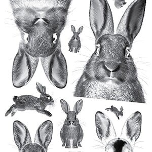 Cyanotype negatieven: Bunnies