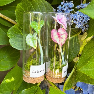 Micro Gehaakte Caladium Broche – Handbeschilderde Blaadjes